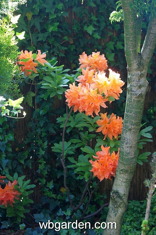 wbgarden spring 58.JPG